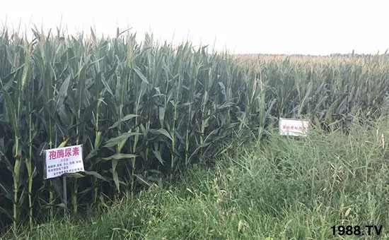 �ٿ���С�����a(ch��n)1471��pø����ȫ������(j��)�����߮a(ch��n)������(d��ng)֮�o(w��)����