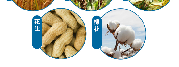 �������}-Ӣ����_11