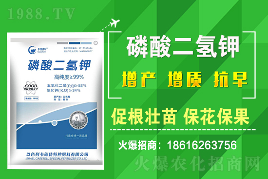 ���˷Nֲ��Ҫע����Щ���}�����˷Nֲԓ��ôʩ����