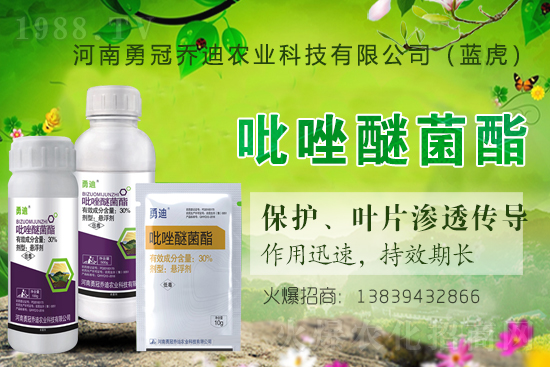 ��������(j��)���¹چ̵ϣ��{(l��n)�����ٺ�1988.TV������(chu��ng)���x����