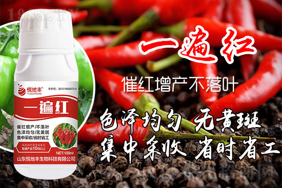 辣椒催紅措施怎么做？辣椒如何提前上市？辣椒催紅藥什么時(shí)候打好？