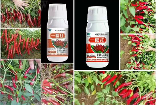 ���t�����95%���߼t�����~�����뷭�׷�����������һ���t��