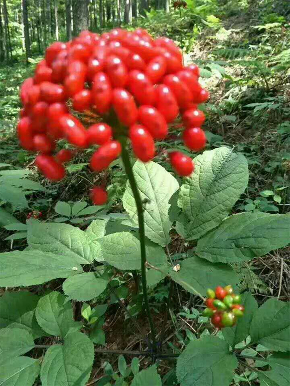 �˅���(zhu��n)����ˎԴ���B(t��i)���ܷ�-����̿-ʢ̩����2