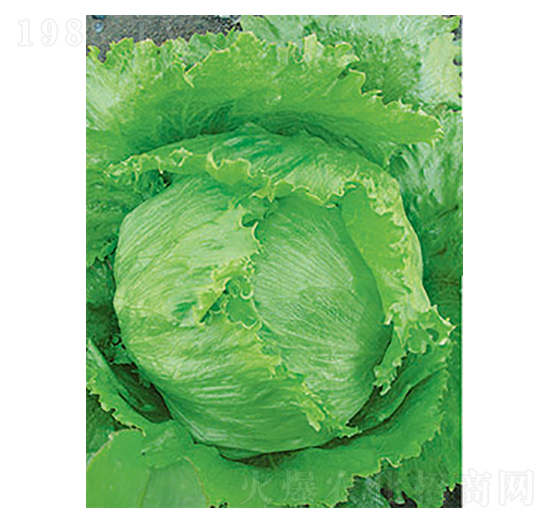 ���˷N��-̫���N�I(y��)