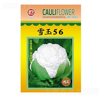 ���˷N��-ѩ��56-���S�r(n��ng)�I(y��)